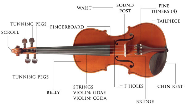 Diagram of a violin with all parts labeled